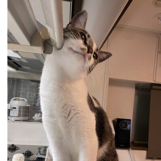 すりすりする愛ちゃん