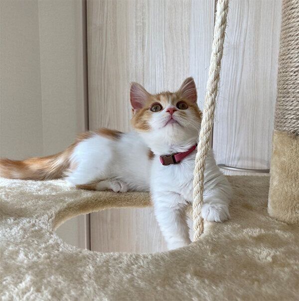 キャットタワーにのぼるメープルちゃん