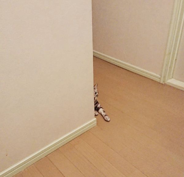 飼い主さんをストーカーする猫