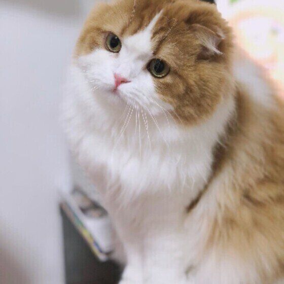 怒られたさくらちゃん（スコティッシュフォールド）