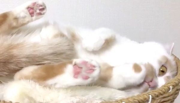 毛繕いするホイちゃん