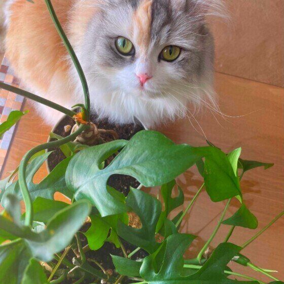 ママの好きな観葉植物を眺めるスコティッシュフォールド