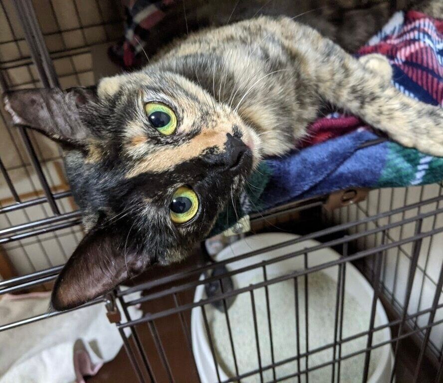 家族に迎えて数日経ち、だんだんと慣れてきた様子のめいめいちゃん