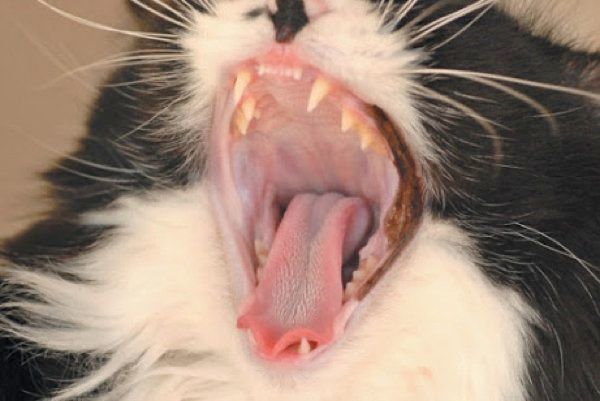 健康／異変のある猫の舌