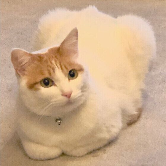 香箱座りするコテツくん（MIX）