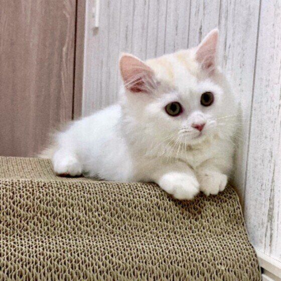 ミヌエットのラテくん