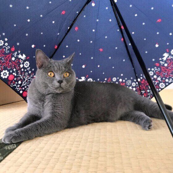 シャルトリューのベルちゃん