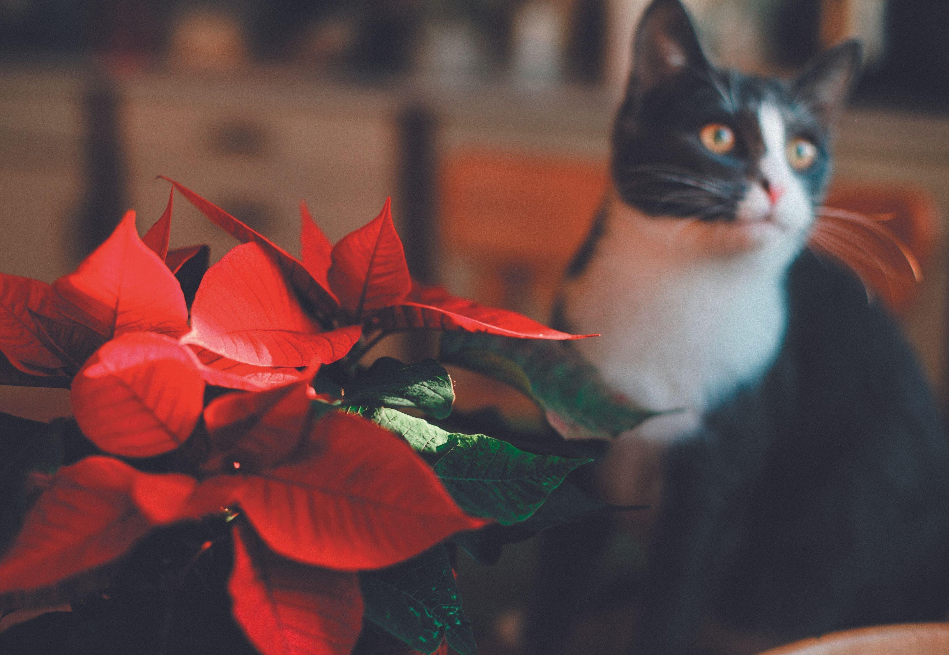 写真／Akimasa Harada