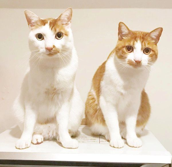 猫のいちごちゃんとタルトちゃん