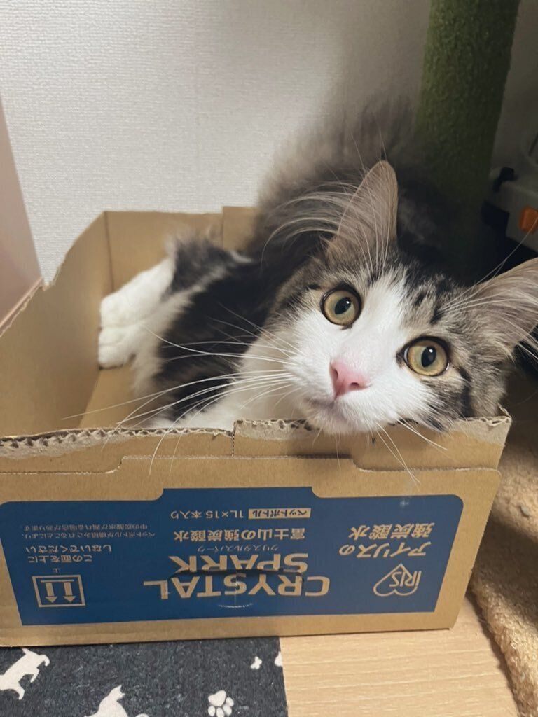 箱の中に入っているサイベリアン
