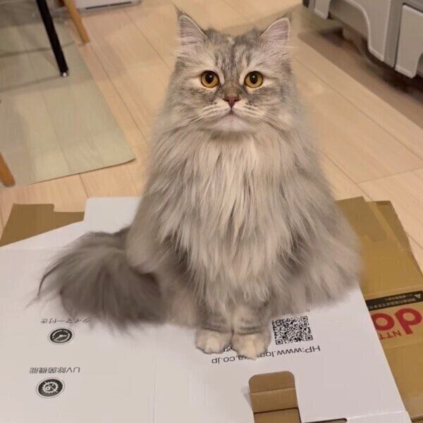 ダンボールを捨てないでほしいと不満をあらわにするクーちゃん