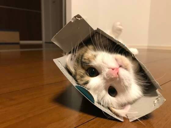 ティッシュの箱がお気に入り♪ノルウェージアンフォレストキャットのとらきち