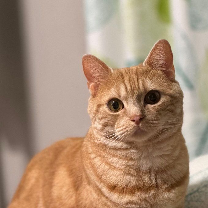 飼い主さんを見つめる猫