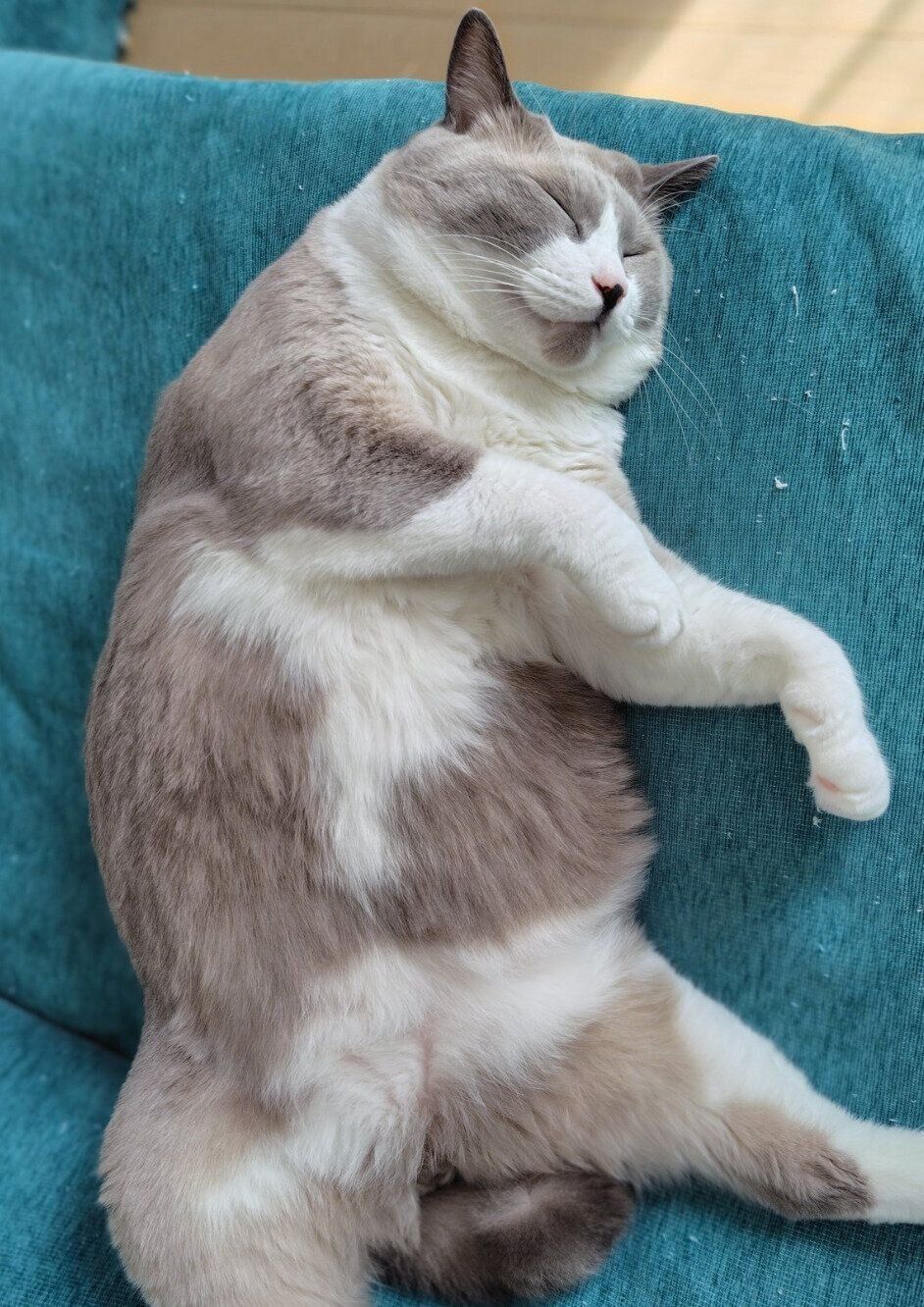 ぐっすり眠るパンくん