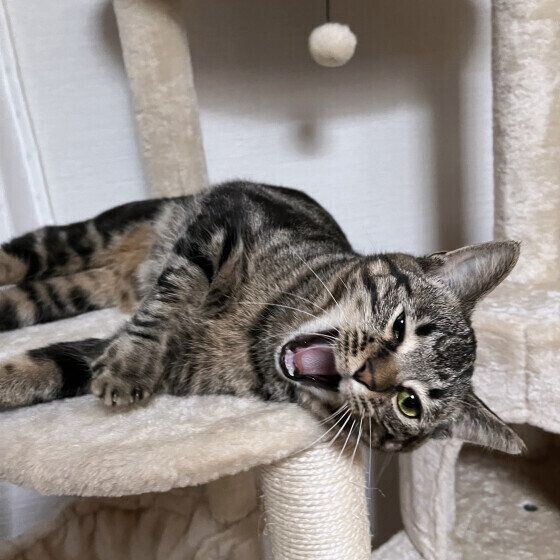 おはようと声をかけると返事をするニコちゃん