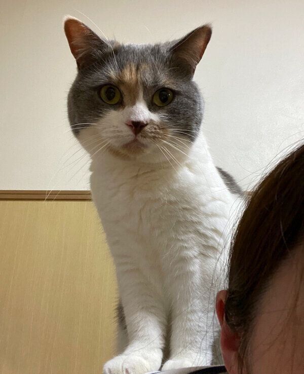 飼い主さんの背中に乗るみこさん