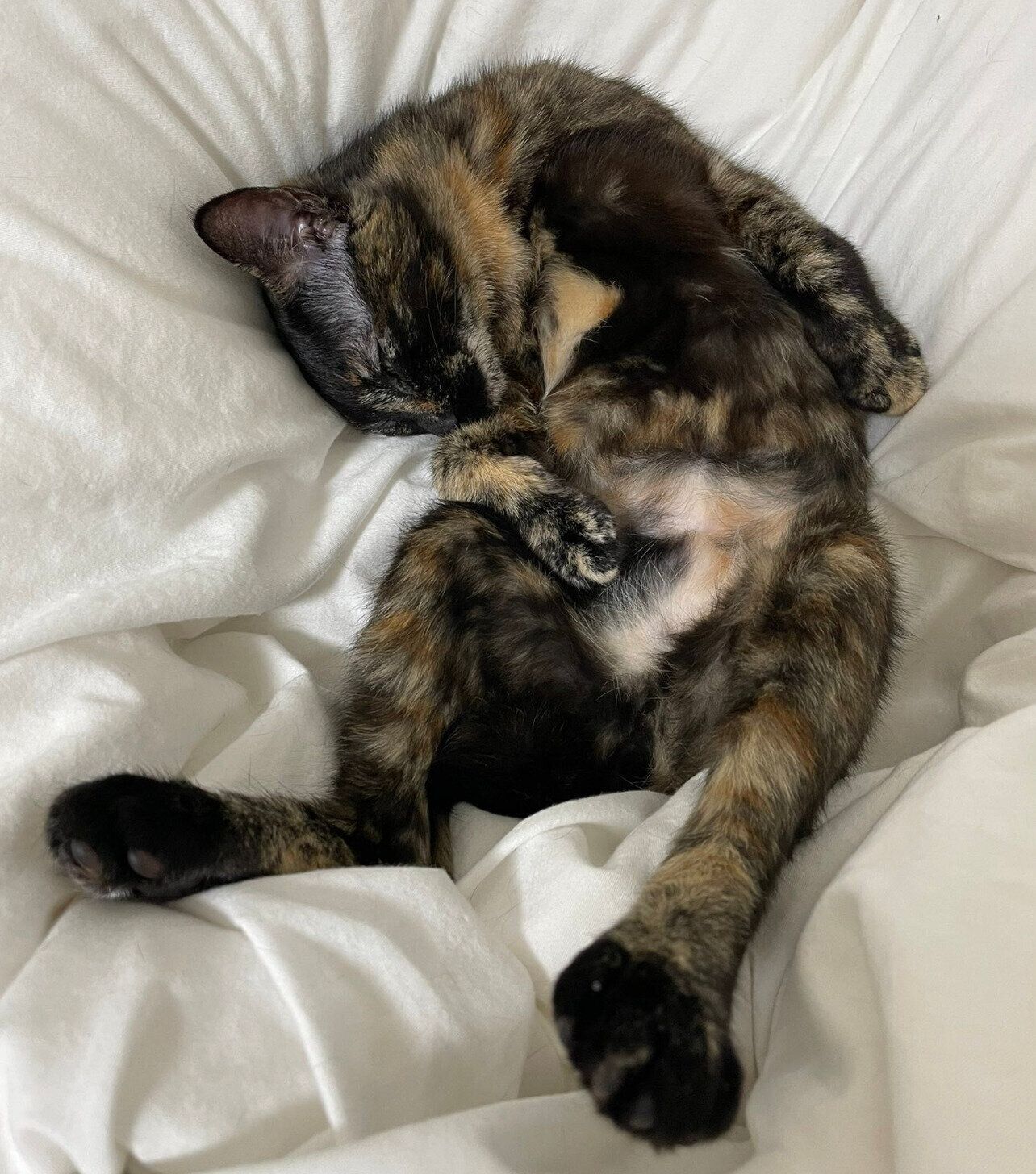 飼い主さんと家族になって2カ月が経過したころのがんもちゃん