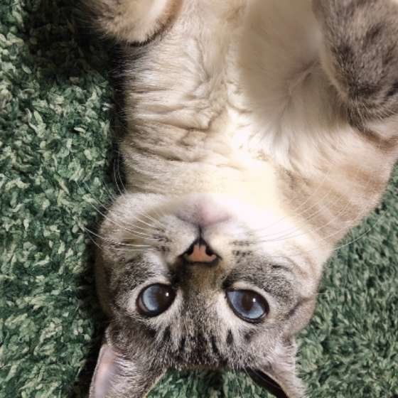 見つめる猫