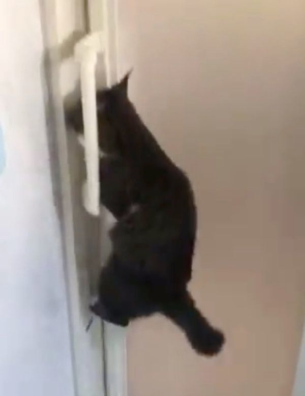 ドアの取っ手にジャンプした猫
