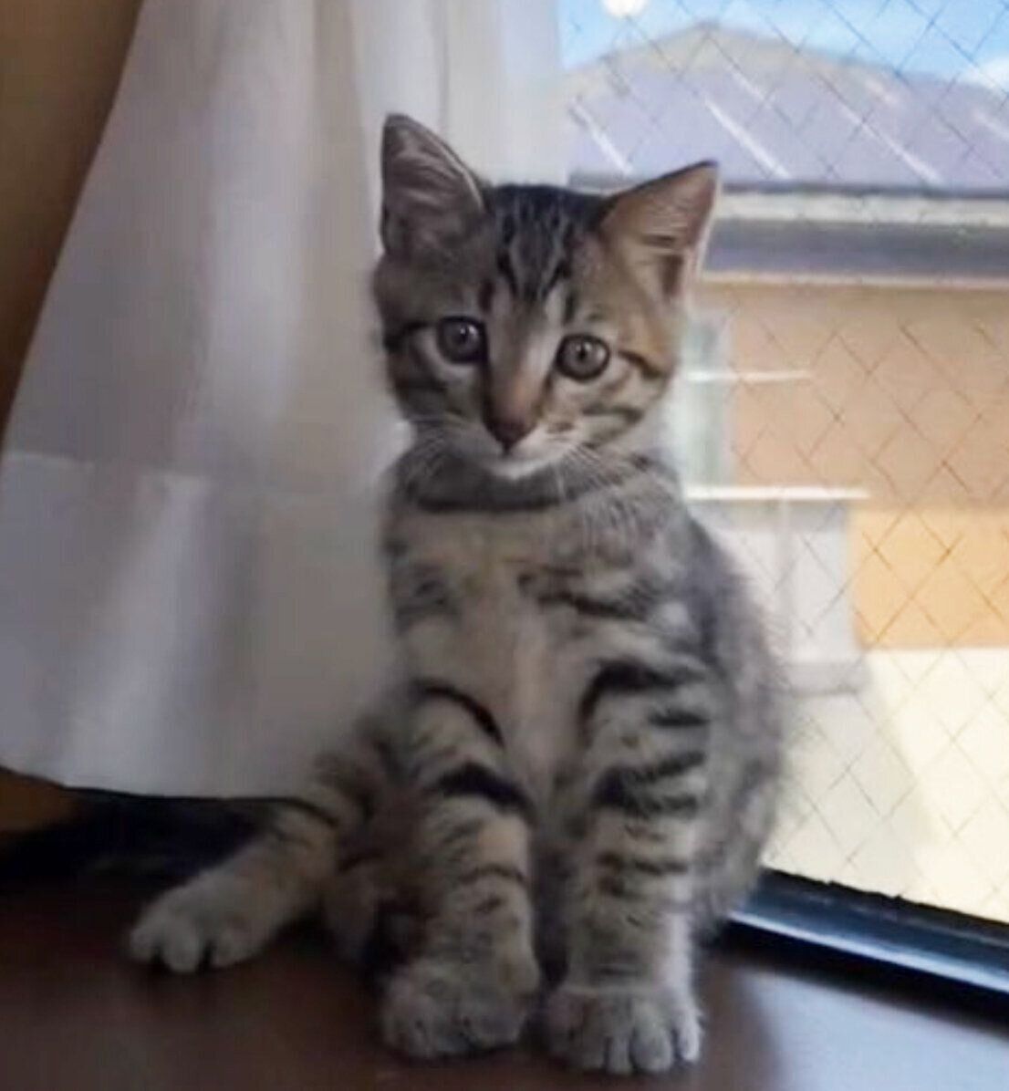 見つめるルイくん