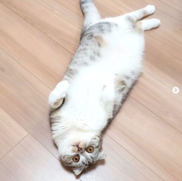 ヘソ天するぐうちゃん