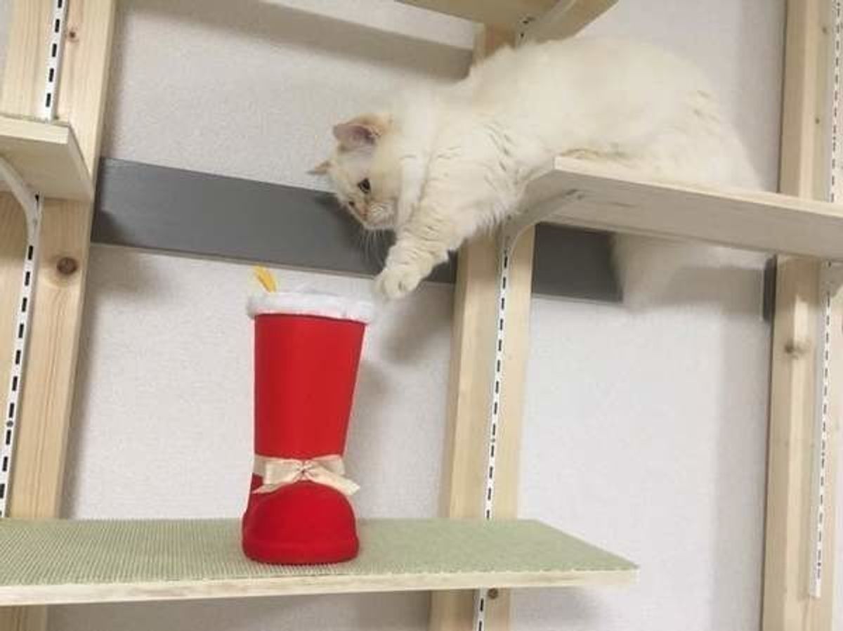 クリスマスを待ちきれない サンタになったニャンコが大集合 ねこのきもちweb Magazine クリスマスを待ちきれない サンタになったニャンコが大集合 ねこのきもちweb Magazine