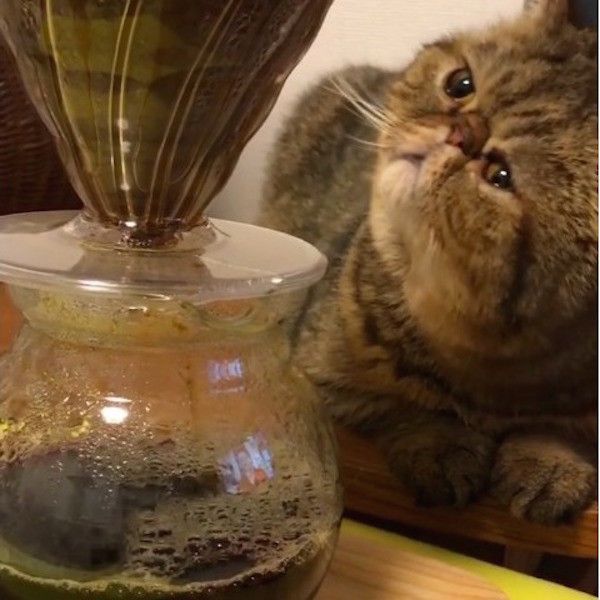 コーヒーの番猫
