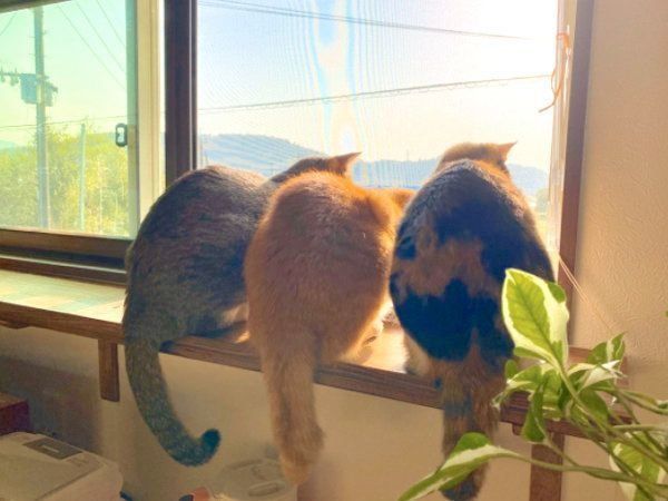 密になる侘助ちゃん、ホップちゃん、あざみちゃん