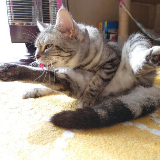 アメリカンショートヘアのうめちゃん