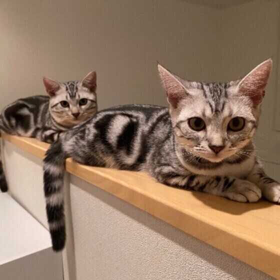 階段のへりに並ぶアメショ2匹