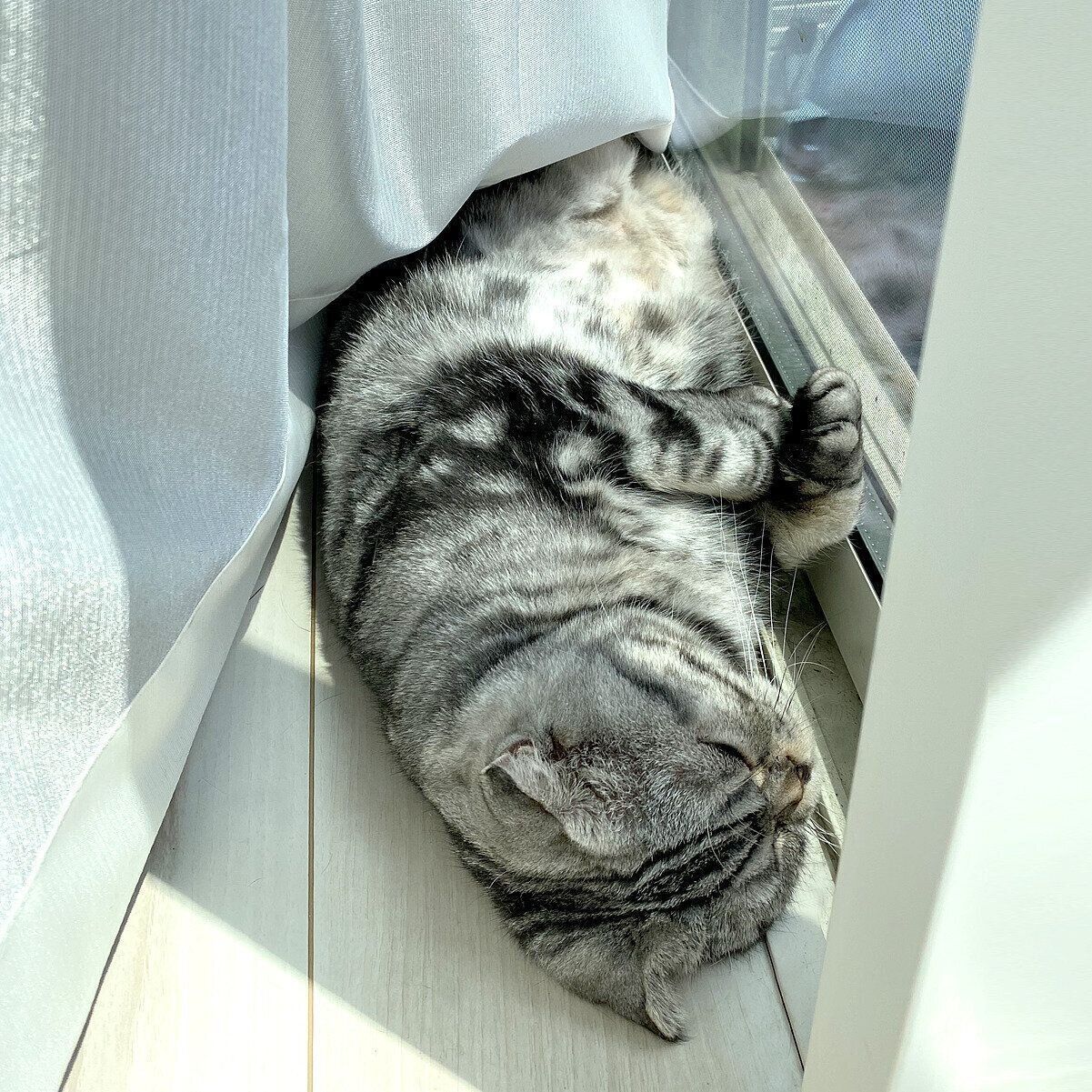 エアコン嫌いがいつの間にか好きになった ししまるの話 渋ネコししまるさん 61 ねこのきもちweb Magazine