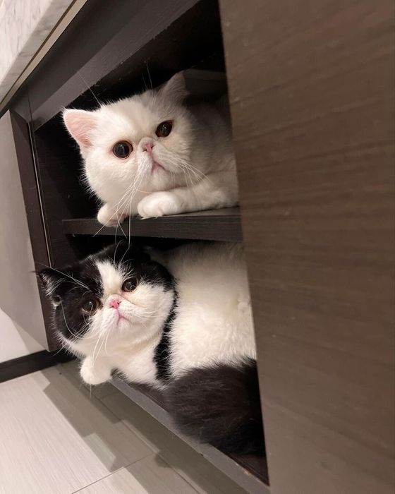 とうふくん(写真上)とだいずくん(写真下)