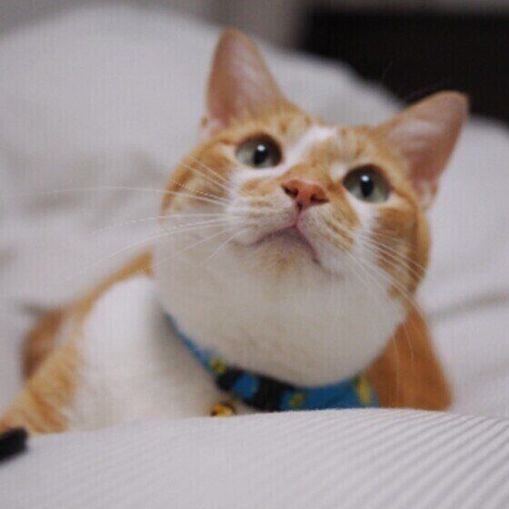 甘えん坊顔のそら豆ちゃん