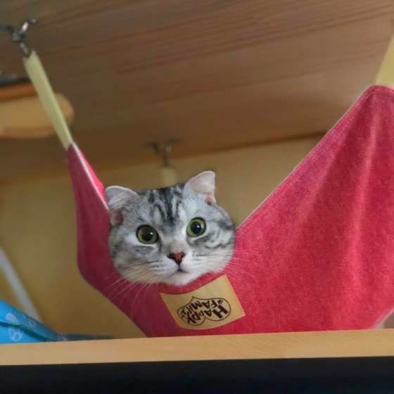 見つめるマンチカン