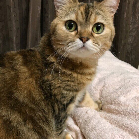 クッションをふむエキゾチックショートヘア