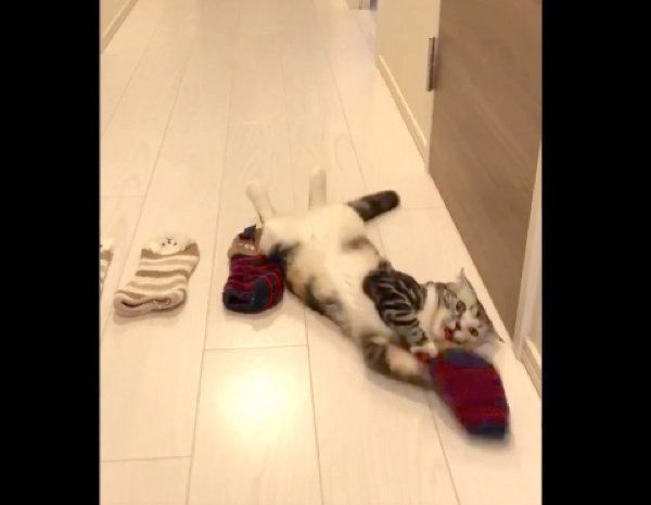 靴下で遊ぶラムちゃん