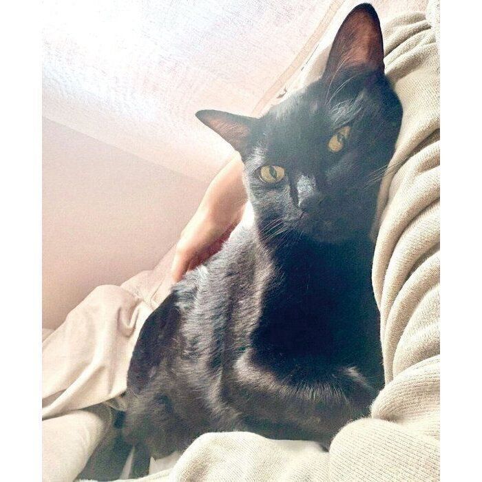 飼い主さんにくっつくこぐまくん