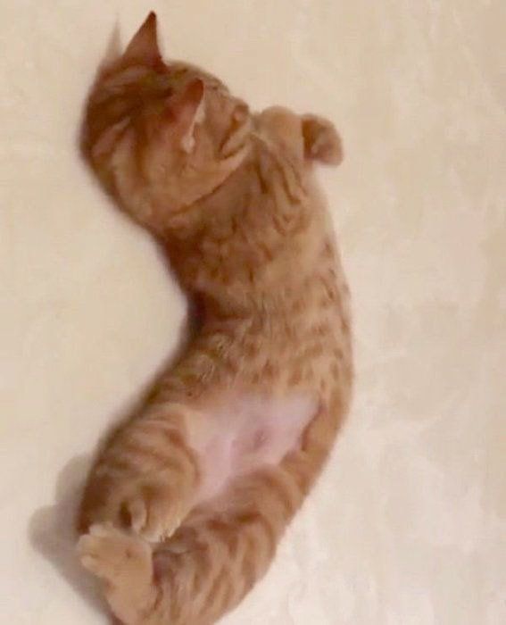 伸びをするマンチカン