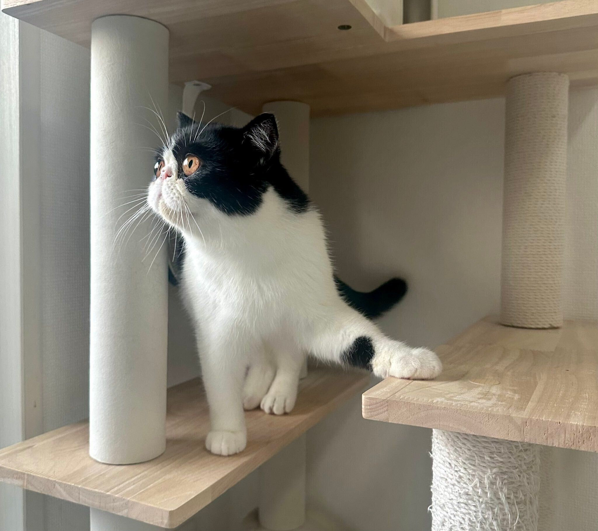 猫ちゃんの足　(奇跡のハート) 猫ちゃんの足(奇跡のハート)