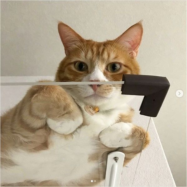 ニャンコの裏側