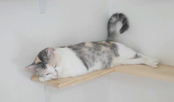 しっぽがくねくね動く三毛猫