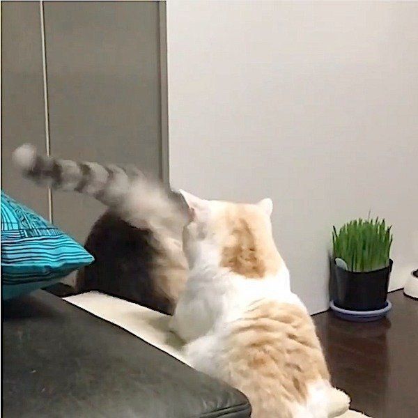 ニャンコの戦い