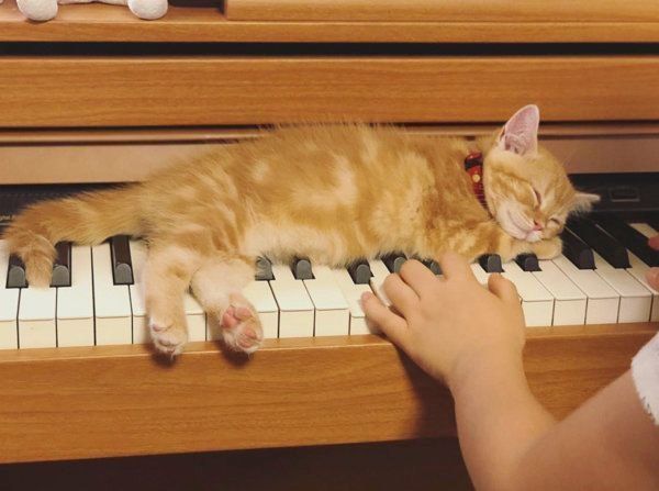 茶トラのhanaちゃん