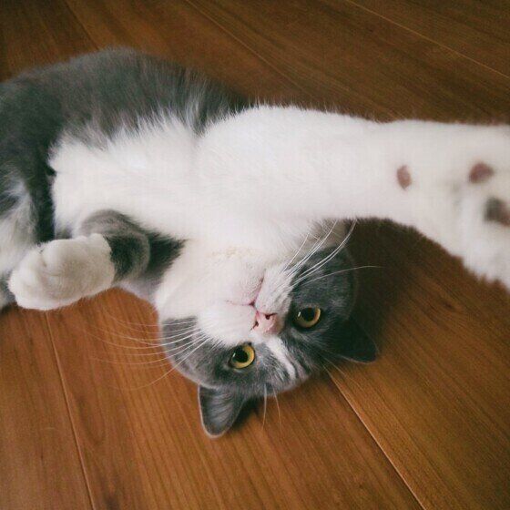 猫パンチするブリティッシュショートヘア