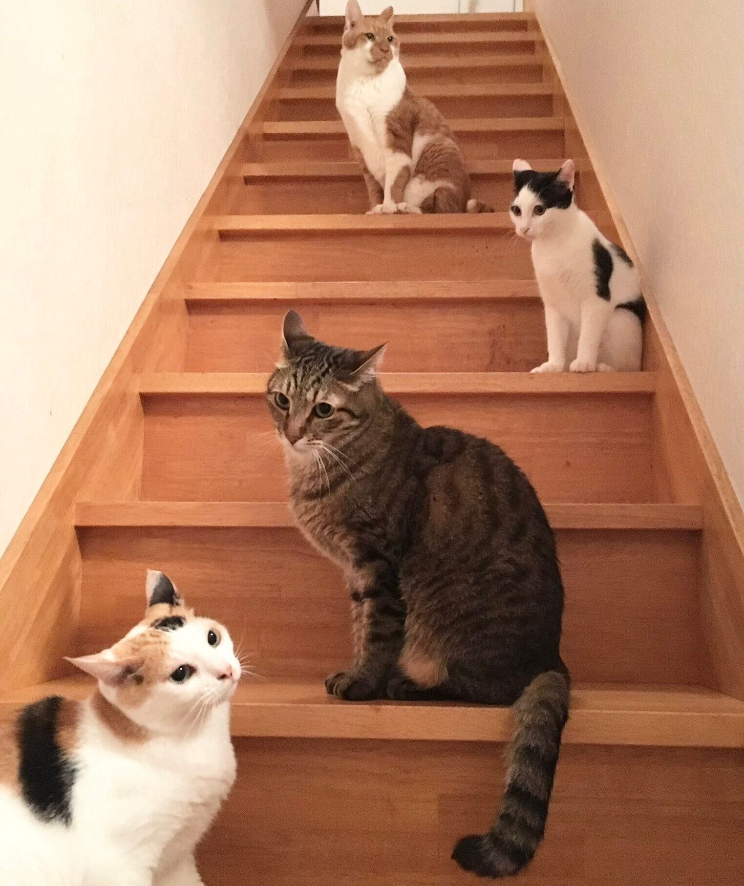 先住猫たちの輪に溶け込むこまちちゃん