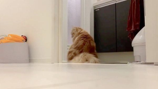 お風呂場の前で座るちくわちゃん