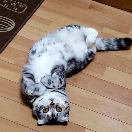 ヘソ天するスコティッシュフォールド