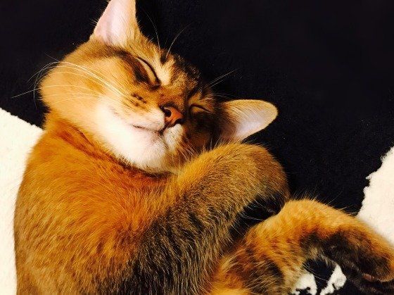 お昼寝中のソマリ