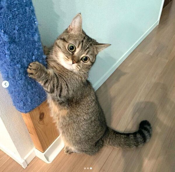 爪を研ぐまるくん