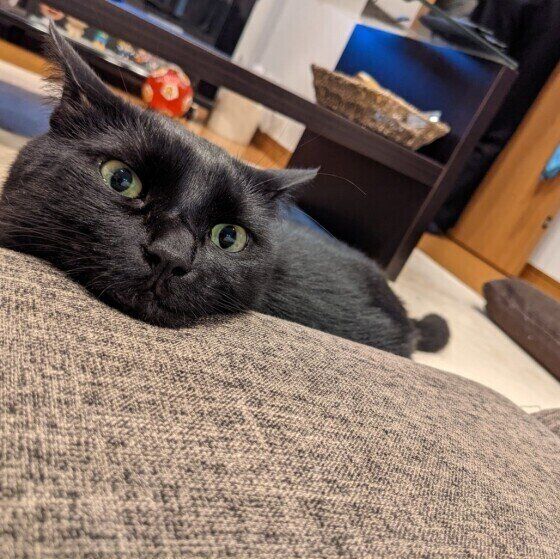 あごをのせるそらくん（MIX）